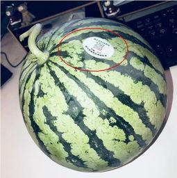 免费吃网红瓜,揭秘网络红人的幕后故事