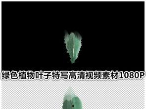 分手爆料视频素材高清,高清视频揭露分手背后惊人内幕