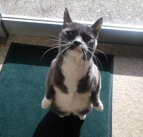 免费吃瓜企鹅,揭秘网络红人的神秘魅力