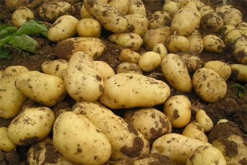 土豆bug网红吃瓜视频,揭秘娱乐圈幕后真相