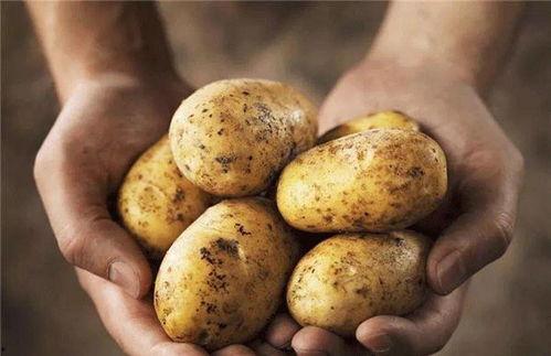 土豆bug网红吃瓜视频,揭秘娱乐圈幕后真相