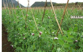 豌豆藤蔓爆料视频大全,揭秘幕后真相与精彩瞬间