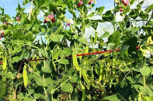 豌豆藤蔓爆料视频大全,揭秘幕后真相与精彩瞬间