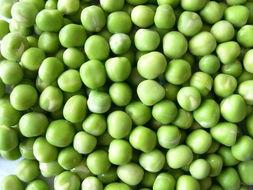 豌豆藤蔓爆料视频大全,揭秘幕后真相与精彩瞬间