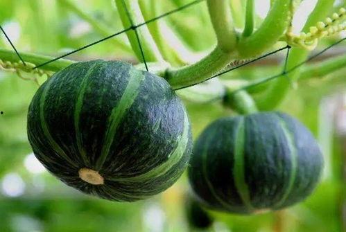 伯爵府吃瓜日常免费,揭秘贵族生活的甜蜜与苦涩