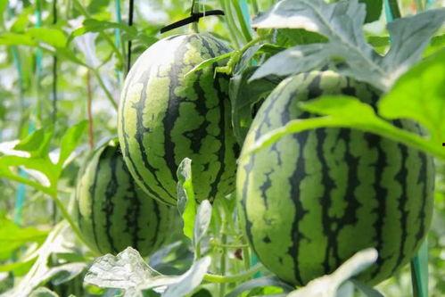 伯爵府吃瓜日常免费,揭秘贵族生活的甜蜜与苦涩