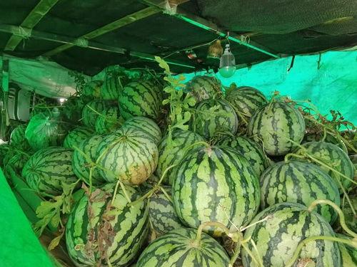 伯爵府吃瓜日常免费,揭秘贵族生活的甜蜜与苦涩