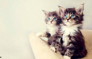 娱乐吃瓜小猫咪视频下载,揭秘热门娱乐视频幕后下载攻略