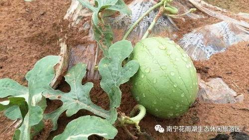 太原五龙口免费吃瓜,免费吃瓜，清凉一夏！