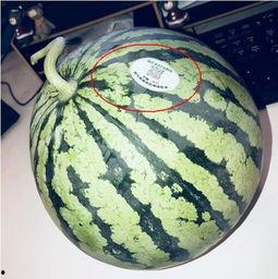 网红桔梓吃瓜,揭秘网红圈幕后故事