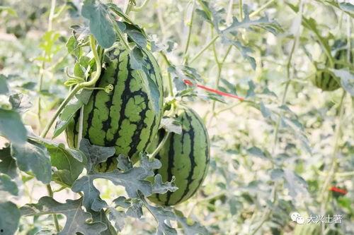 网红桔梓吃瓜,揭秘网红圈幕后故事