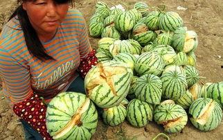 西瓜超长特效爆料娱乐圈,西瓜超长特效爆料，独家内幕大公开！