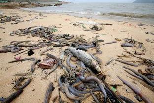 连云港海边爆料案件视频,视频揭秘惊心动魄一幕