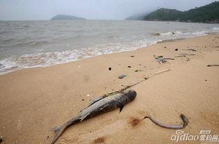 连云港海边爆料案件视频,视频揭秘惊心动魄一幕