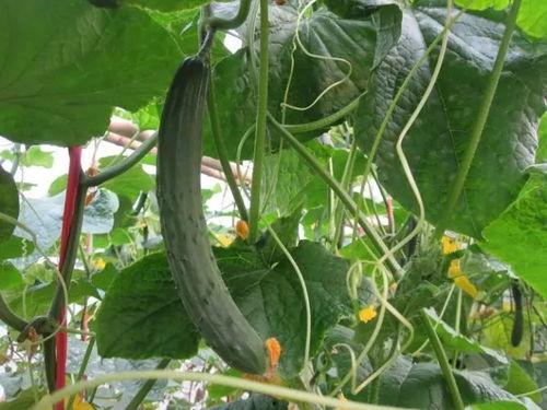 最新黄瓜爆料视频大全集,揭秘幕后真相与精彩瞬间