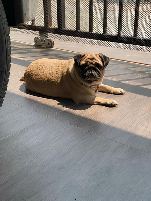 爆料人巴哥巴弟视频合集