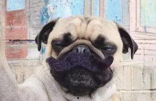 爆料人巴哥巴弟视频合集