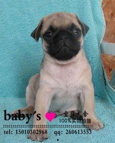 爆料人巴哥巴弟视频合集