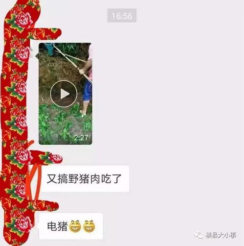 猪肉爆料视频播放下载,揭秘网络热传猪肉播放下载背后的真相