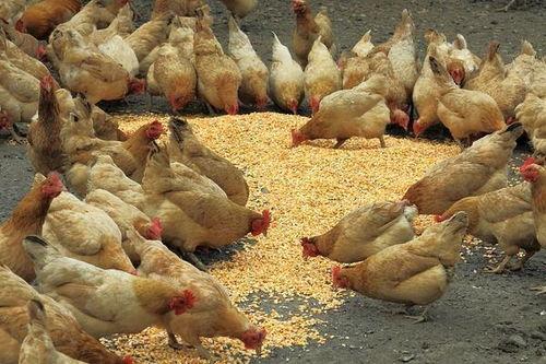 养鸡厂饲料喂养爆料视频,养鸡厂饲料喂养内幕曝光