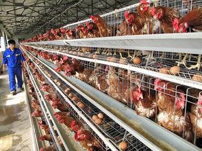 养鸡厂饲料喂养爆料视频,养鸡厂饲料喂养内幕曝光