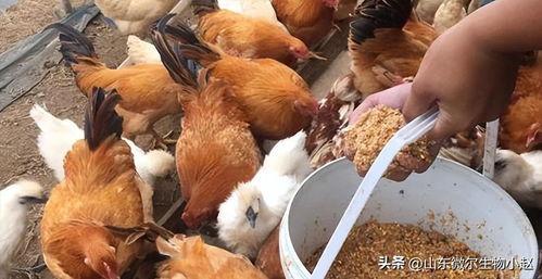 养鸡厂饲料喂养爆料视频,养鸡厂饲料喂养内幕曝光