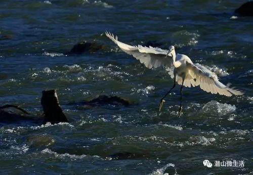 白鹭夺宝爆料视频下载,宝藏争夺战一触即发！