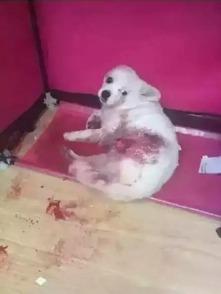 狗子的最新爆料图片大全,图片大全揭秘娱乐圈幕后故事