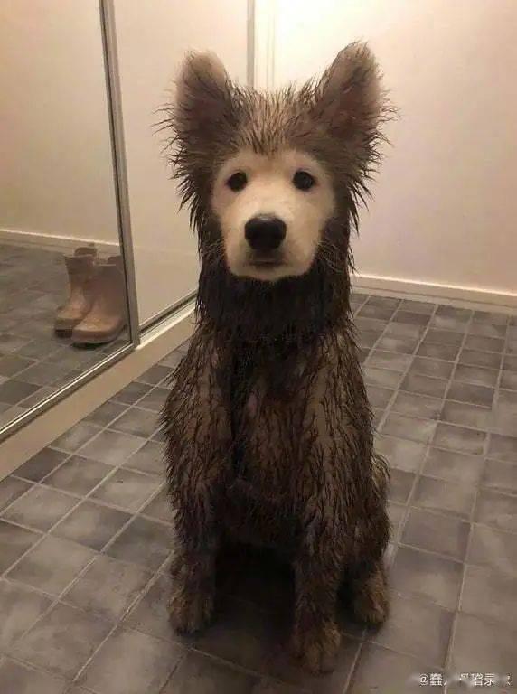 狗子的最新爆料图片大全,图片大全揭秘娱乐圈幕后故事