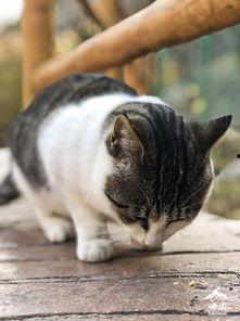 仙家猫爆料娜美视频,揭秘背后惊人真相