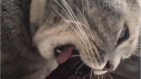 仙家猫爆料娜美视频,揭秘背后惊人真相