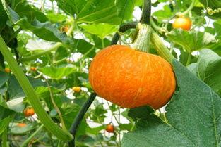 成县的吃瓜网红主角,揭秘当地美食背后的故事