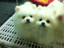 博美爆料新闻视频播放,新闻视频幕后播放真相大曝光