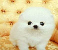 博美爆料新闻视频播放,新闻视频幕后播放真相大曝光