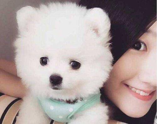 博美爆料新闻视频播放,新闻视频幕后播放真相大曝光