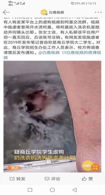 柯基最新爆料视频在线观看,揭秘幕后真相，带你走进神秘世界