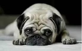 巴哥最新爆料新闻视频,最新爆料新闻视频深度解析