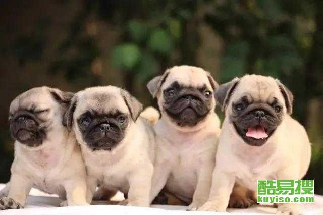 巴哥最新爆料新闻视频,最新爆料新闻视频深度解析